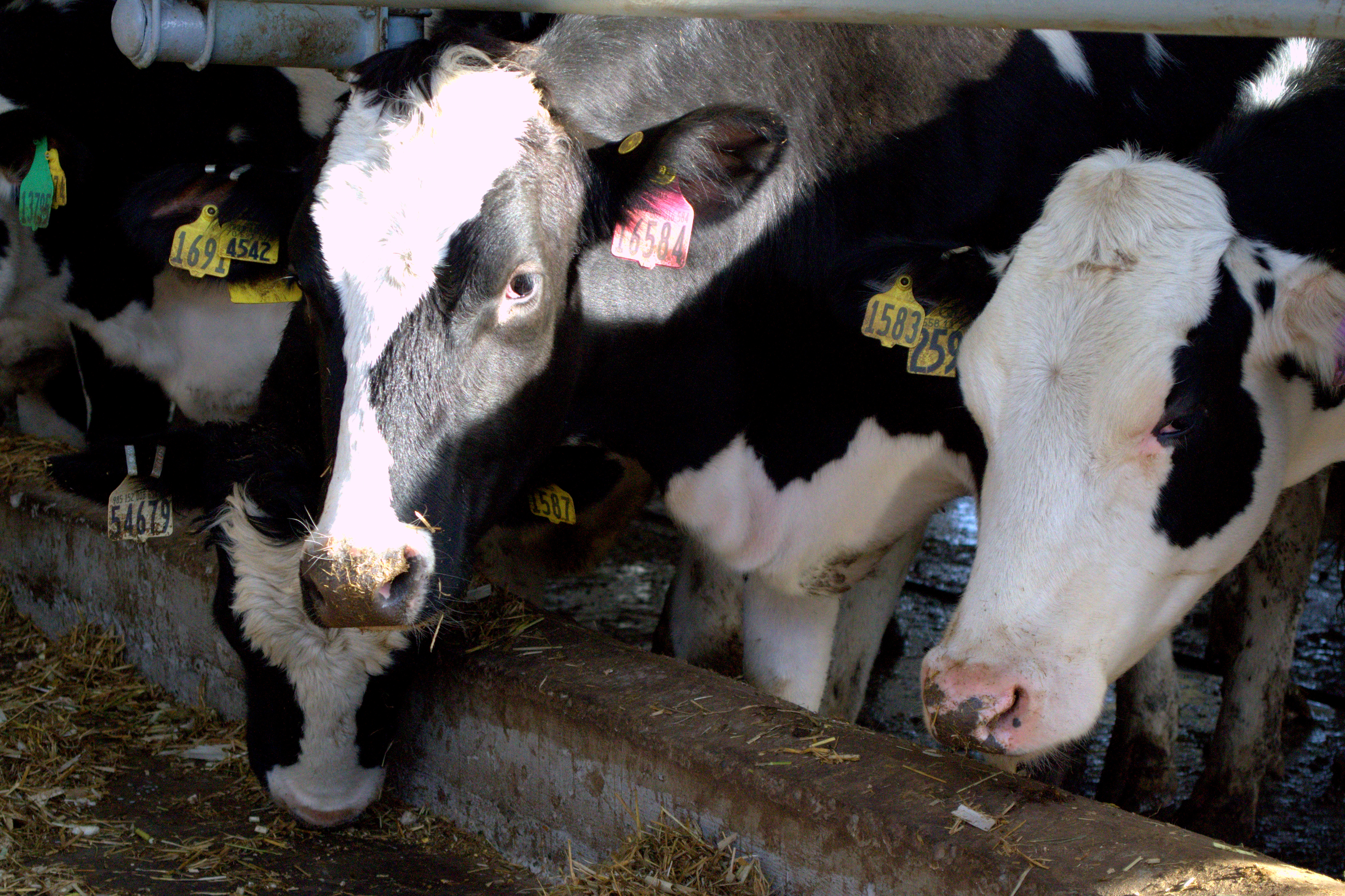 Поголовье скота в Нижегородской области увеличено на 770 голов