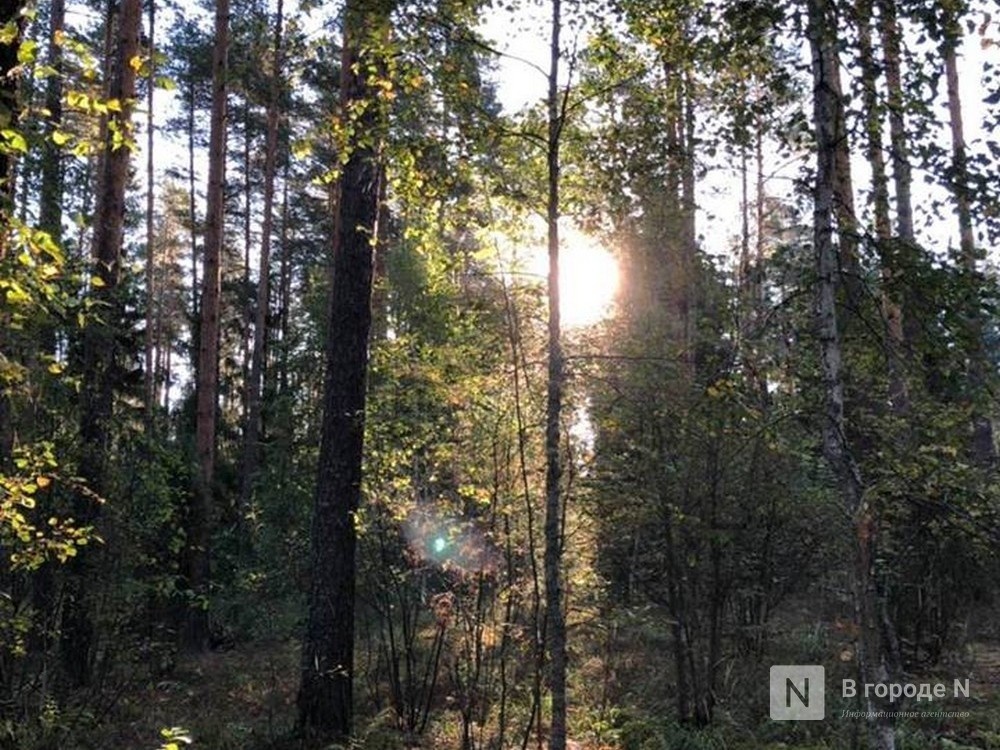 Посещать леса запрещено в 39 муниципалитетах Нижегородской области - фото 1