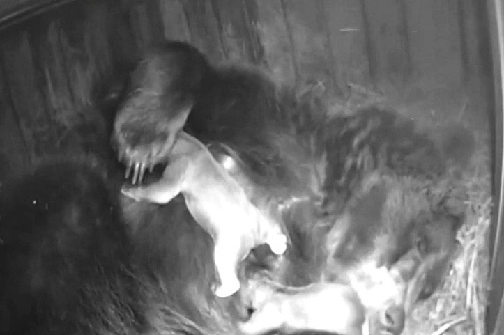Медведица Ляля родила тройню в нижегородском зоопарке