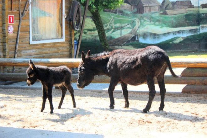 В нижегородском зоопарке &laquo;Лимпопо&raquo; родился ослик - фото 3