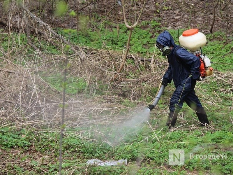 Более 1,5 тысячи га территории Нижнего Новгорода обработают от клещей