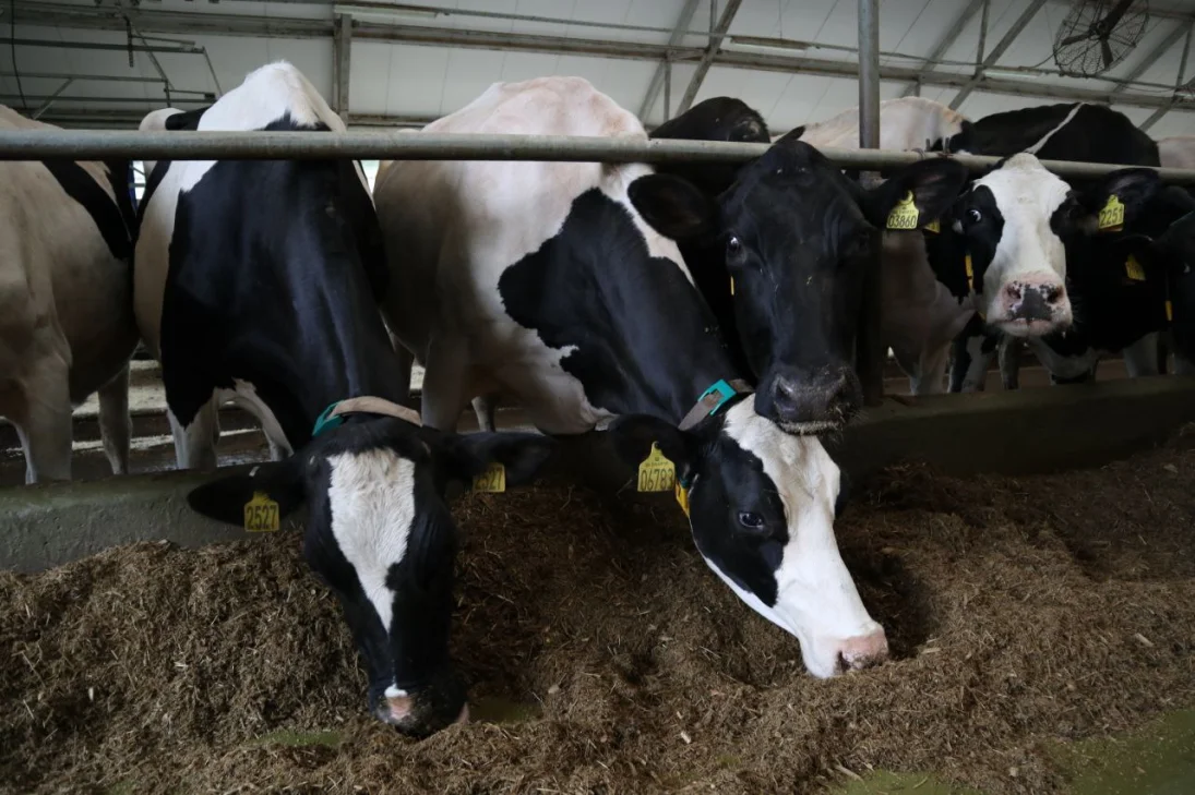 Нижегородцы реализуют проект по селекции коров за 180 млн рублей - фото 1