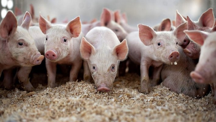Вадский свинокомплекс привлекли к ответственности за экологические нарушения