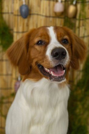 Председатель ЗСНО Евгений Люлин рассказал о смерти своей собаки - фото 2