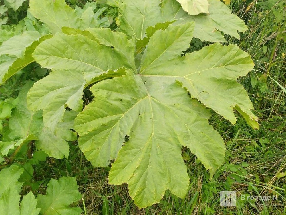 12 человек обожглись борщевиком в Нижегородской области с начала лета - фото 1