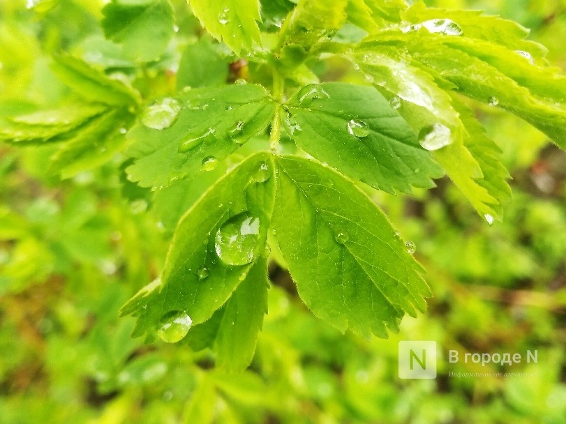 Погода порадует теплом нижегородцев в предстоящие выходные - фото 1