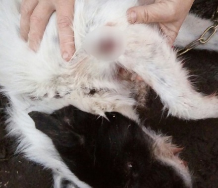 Жители Семеновского района жалуются на ветеринара, стрелявшего по собакам