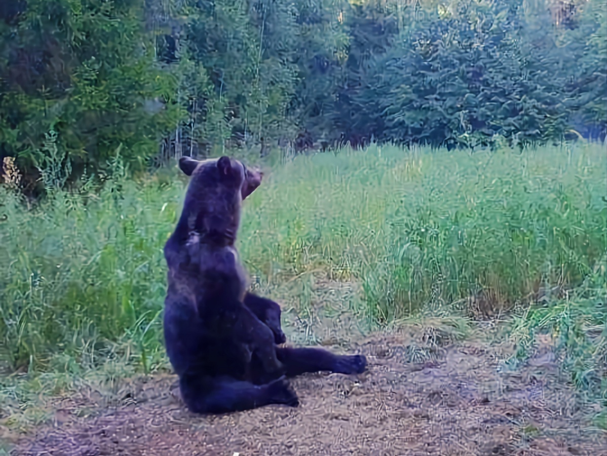 Сезон охоты на медведей открывается в Нижегородской области 1 августа - фото 1