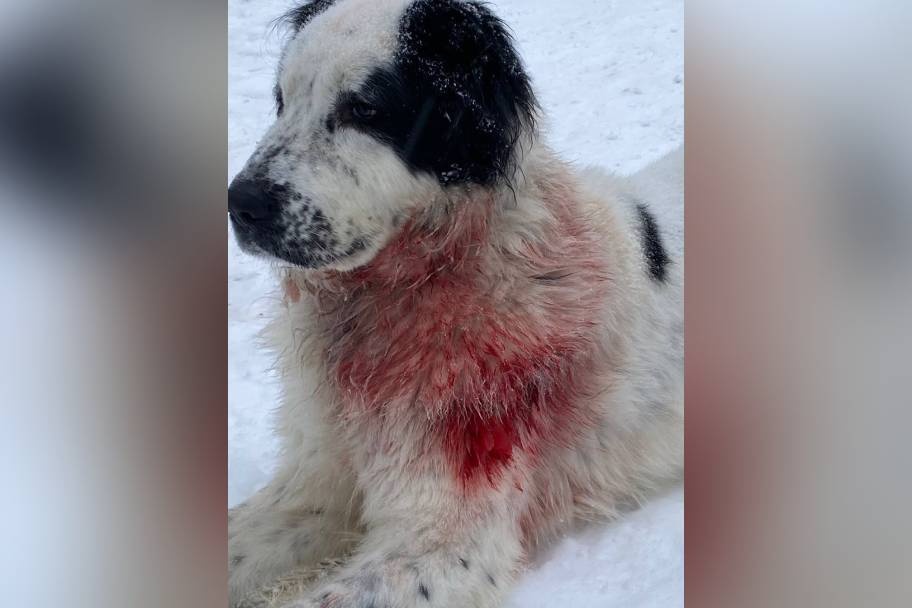 Полиция начала проверку после покушения на алабая в Нижегородской области - фото 1