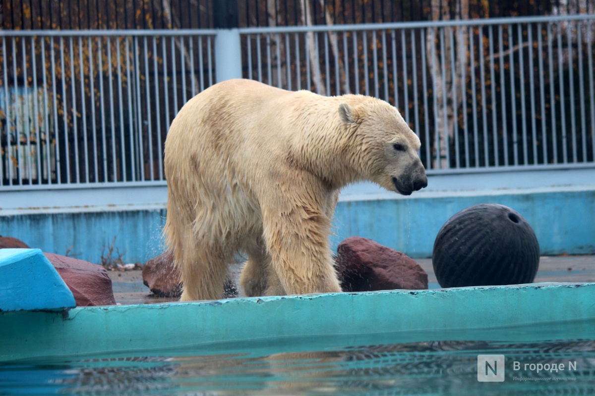 Нижегородцам показали, как животные из &quot;Лимпопо&quot; подготовились к зиме - фото 3