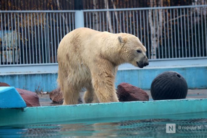 Фоторепортаж из &laquo;Лимпопо&raquo;: как животные подготовились к зиме в нижегородском зоопарке - фото 16