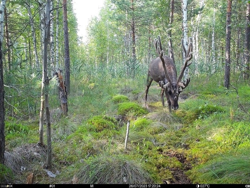 Исчезнувший вид животных восстановлен в Нижегородской области - фото 1