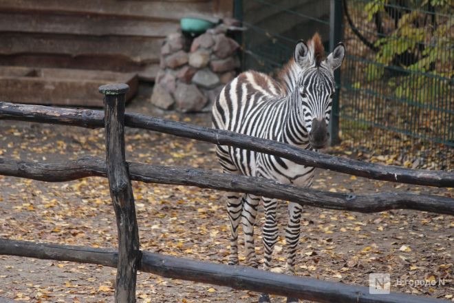 Детки в объективе: показываем милых малышей, которые родились в нижегородском зоопарке «Лимпопо» - фото 58