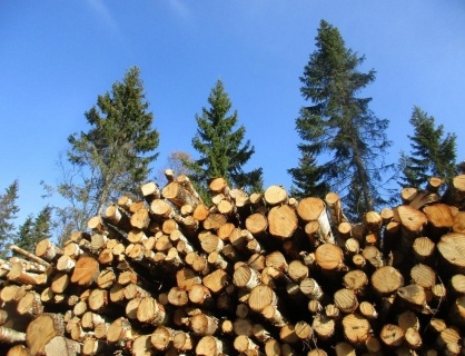 Предприниматель осужден условно за вырубку леса на 5,7 млн рублей в Тоншаевском районе