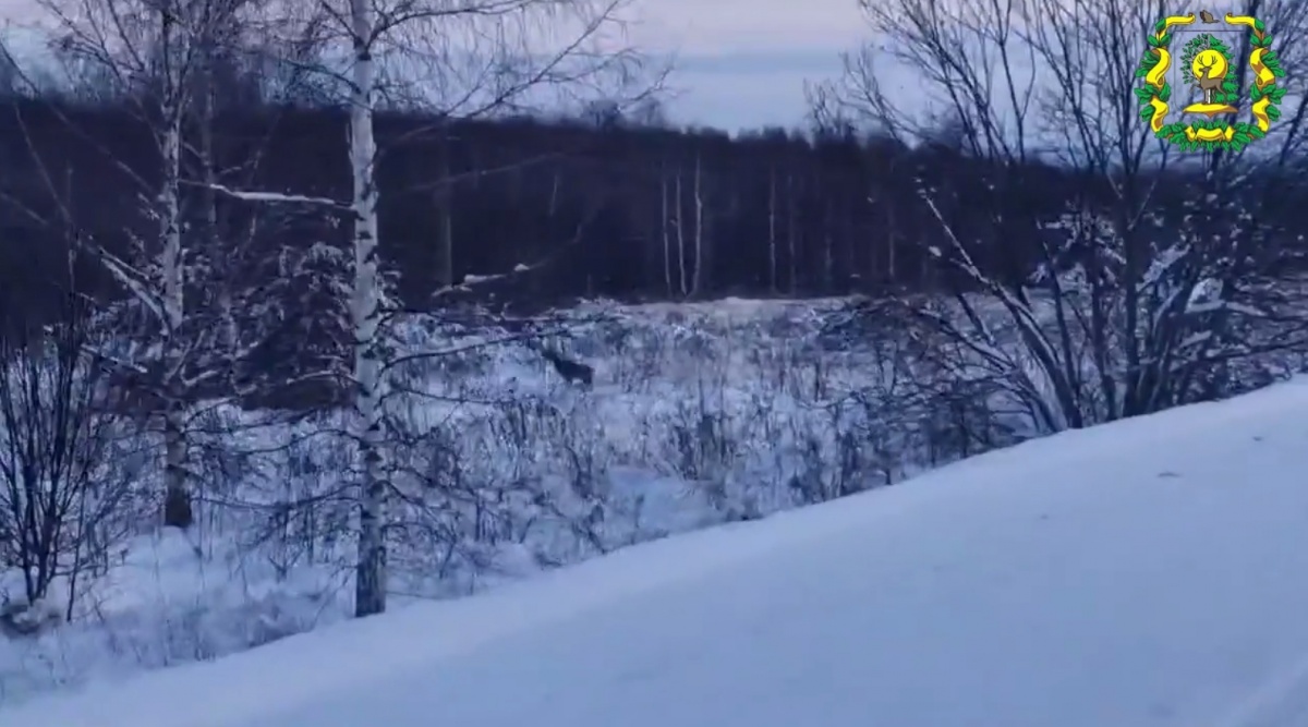 Сибирская косуля попала на камеру в лесу в Нижегородской области - фото 1