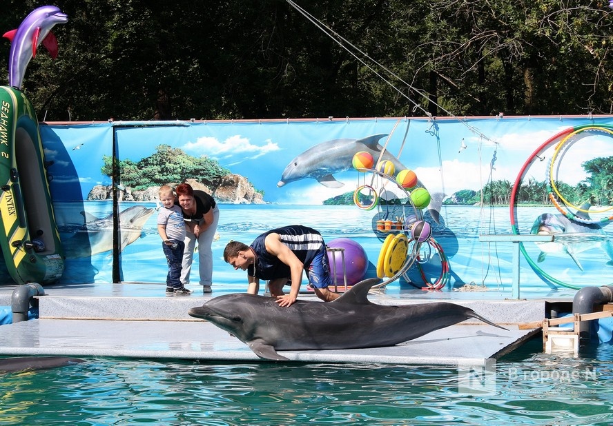 Нижегородскому дельфинарию в парке 1 Мая грозит закрытие - фото 1