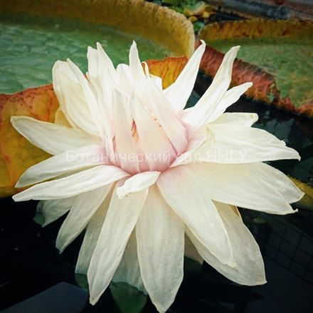 Самая большая кувшинка в мире зацвела в Нижнем Новгороде - фото 3