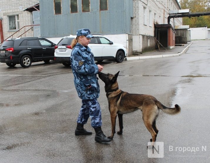 Четвероногие коллеги: как проходят будни нижегородских служебных собак - фото 1