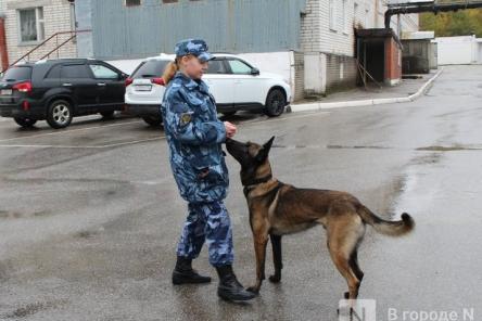 Четвероногие коллеги: как проходят будни нижегородских служебных собак