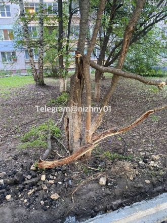 Подрядчик повредил деревья при прокладке тротуара на Казанском шоссе - фото 5