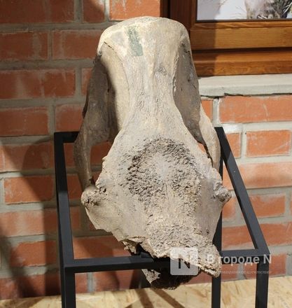 Ледниковый период по-нижегородски: палеонтологическая выставка открылась в Кремле - фото 52