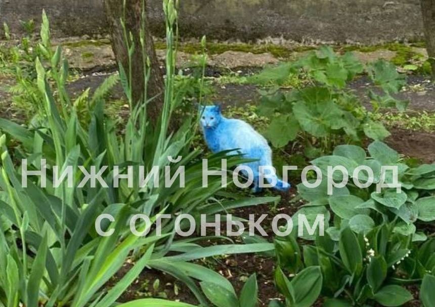 Синий кот замечен нижегородцами в Ленинском районе