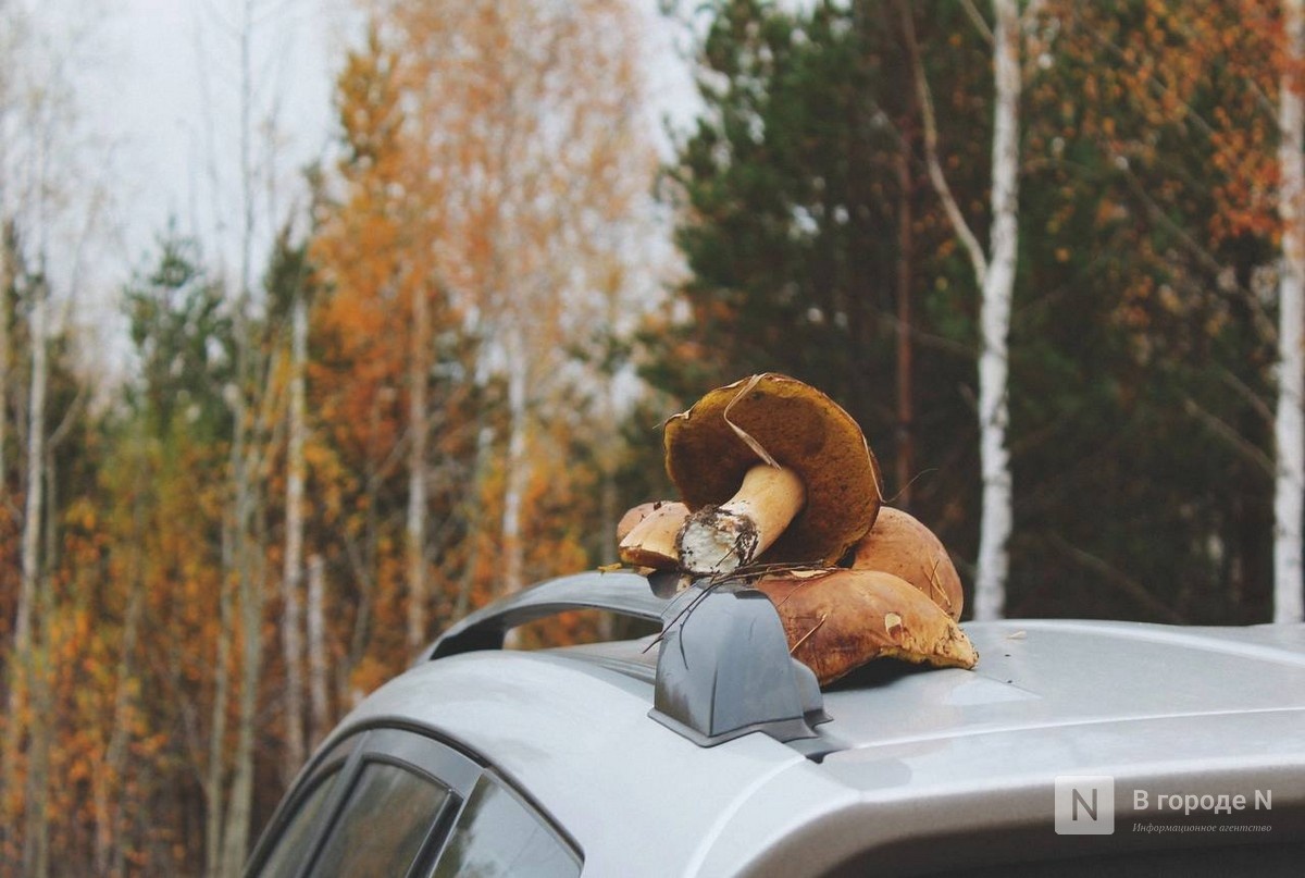 Опубликован прогноз погоды в Нижнем Новгороде на выходные 18-19 октября - фото 1