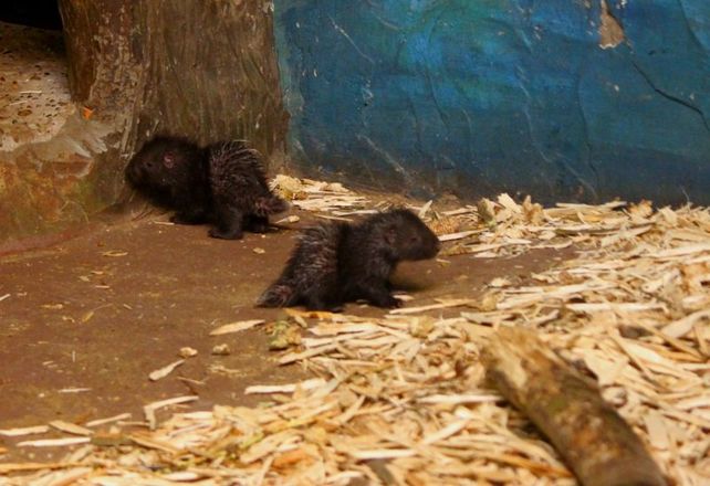 Сразу несколько обитательниц нижегородского зоопарка стали мамами - фото 2