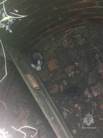 Сотрудники МЧС спасли провалившегося в яму котенка в Богородске - фото 3