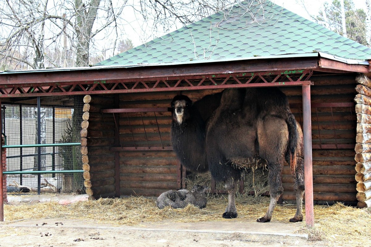 Верблюжонок родился в нижегородском зоопарке &laquo;Лимпопо&raquo; - фото 2