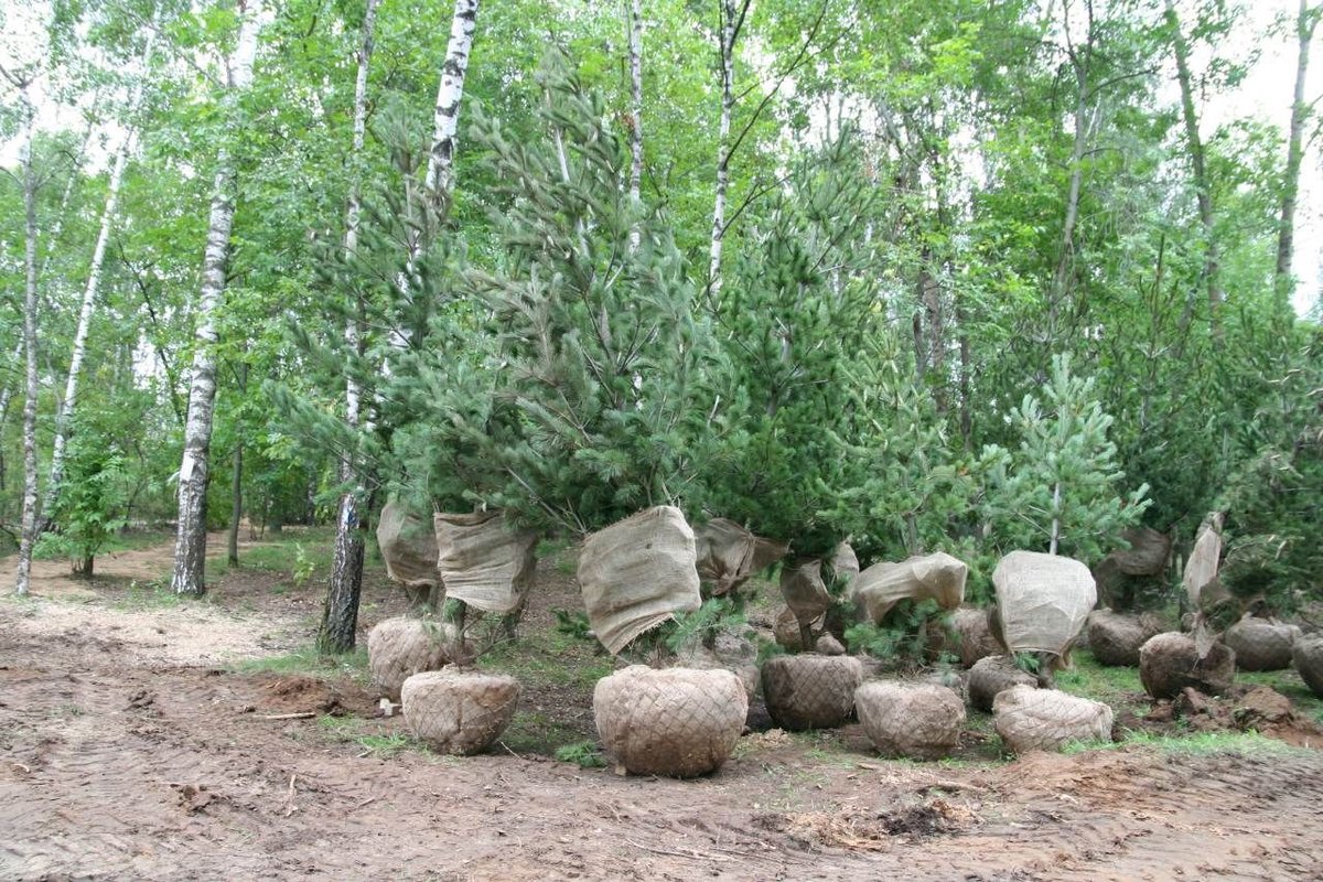 Парк светлоярский картинки