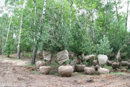 70 сосен высадят в Светлоярском парке