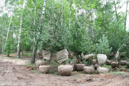 70 сосен румелийских высадят в Светлоярском парке