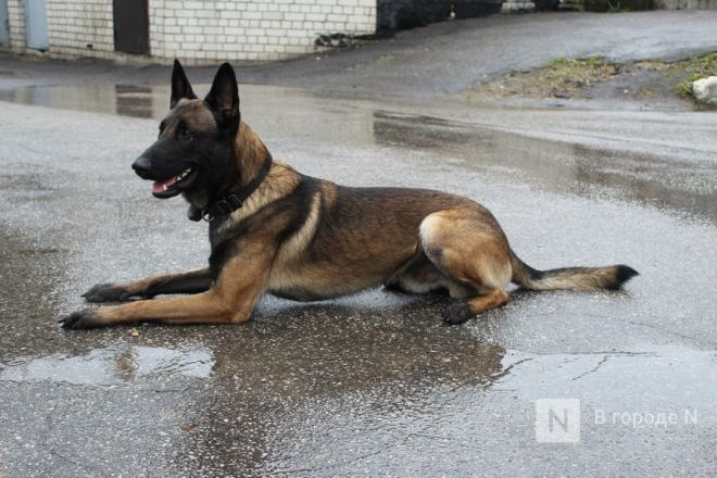Четвероногие коллеги: как проходят будни нижегородских служебных собак - фото 46