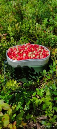 Нижегородцы публикуют в соцсетях фото грибов и ягод, собранных в лесах - фото 4