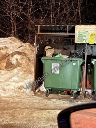 Рысь на  - фото 1