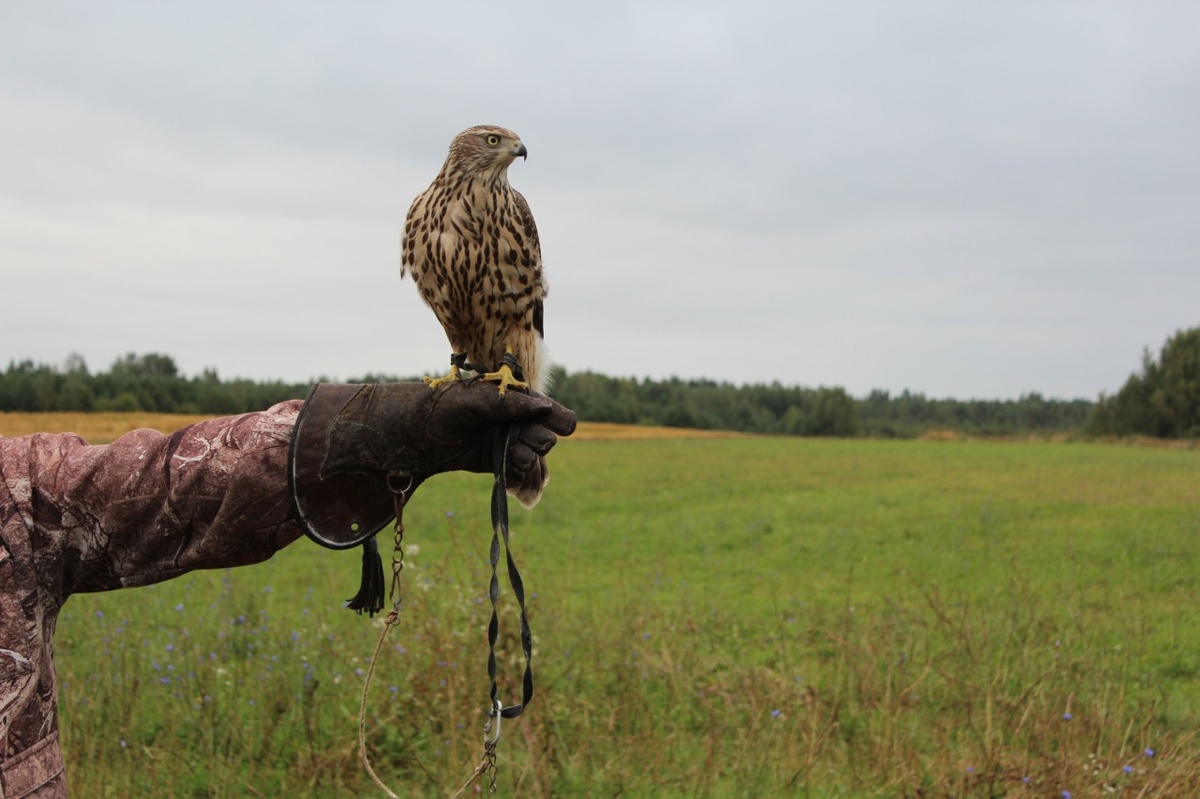 Выдача разрешений на охоту с ловчими птицами началась в Нижегородской области
