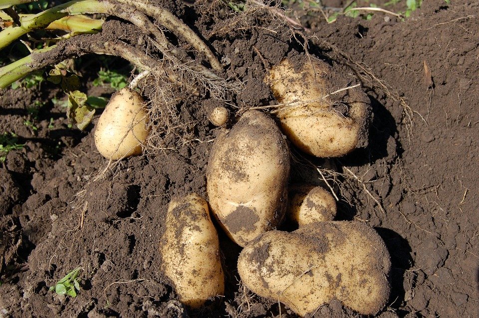 5 способов вырастить картошку, о которых скорее всего не слышали