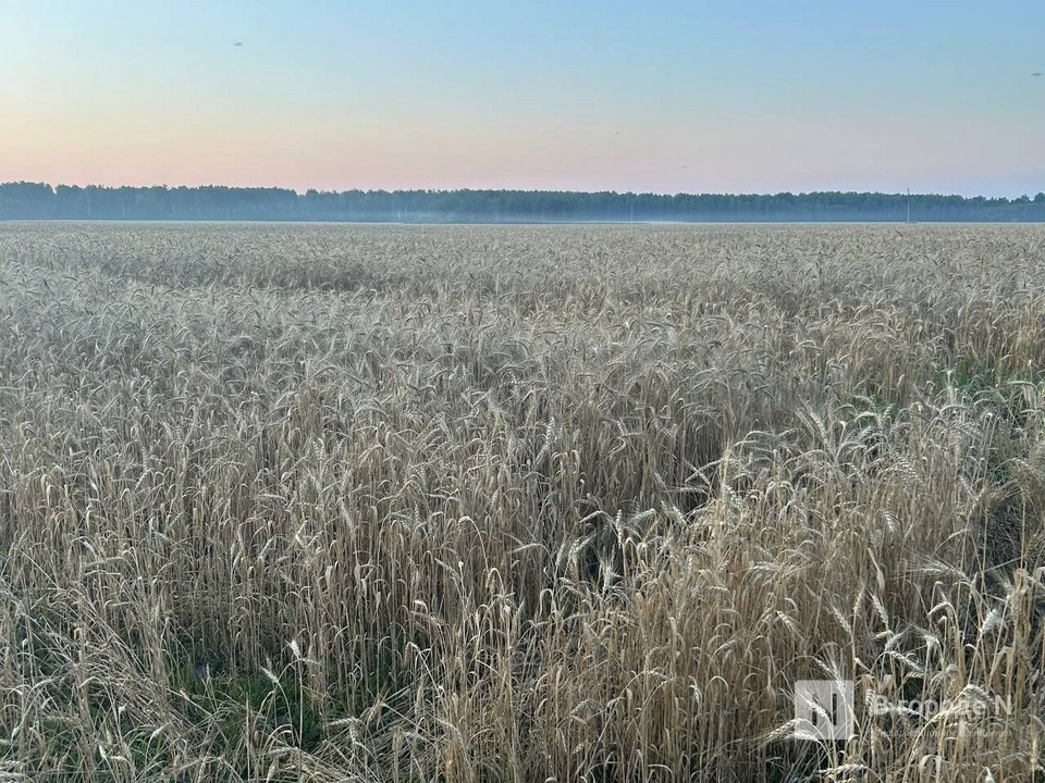 олее 45 тысяч тонн подозрительного зерна нашли в Нижегородской области - фото 1