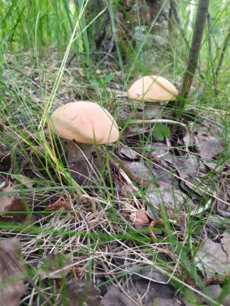 Первые подосиновики появились в лесах Нижегородской области - фото 3