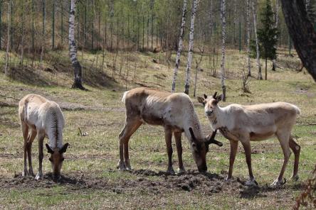 Четверть века единения с природой: Керженский заповедник отмечает юбилей (ФОТО)