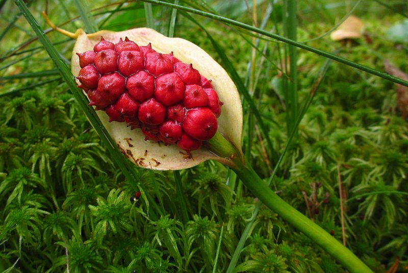 Пять ягод, которые могут убить грибника в лесу - фото 2