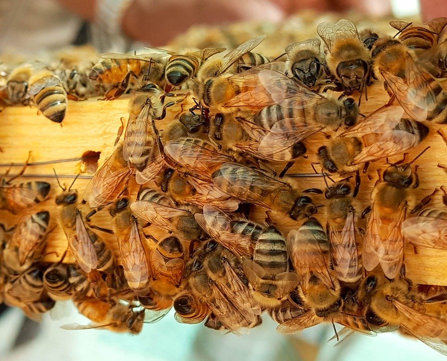 В Нижегородской области поймали похитителя пчел - фото 1