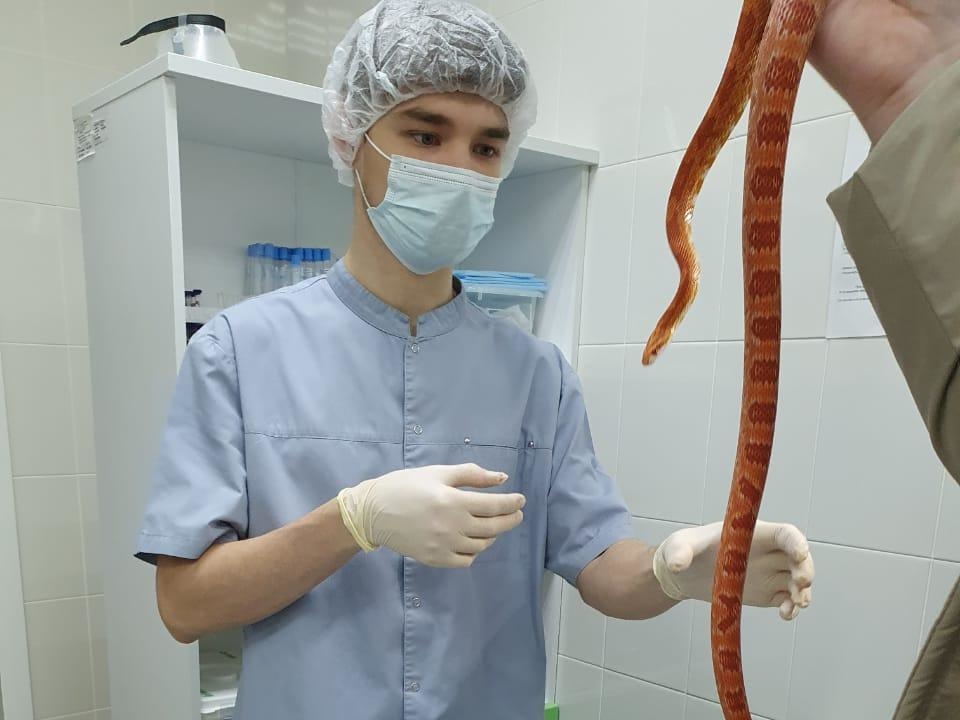Клиническая лаборатория для животных начала работать в Нижегородской области - фото 1
