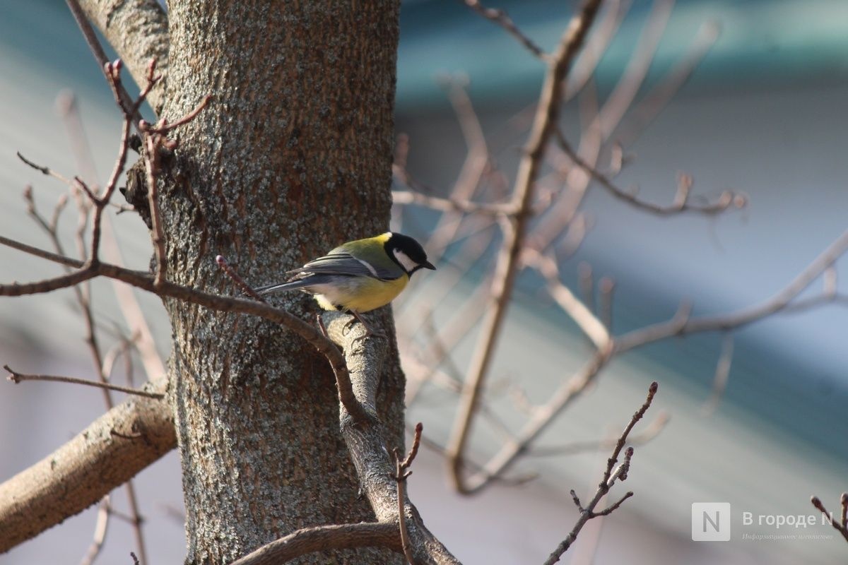 Опубликован прогноз погоды до конца марта в Нижнем Новгороде - фото 1