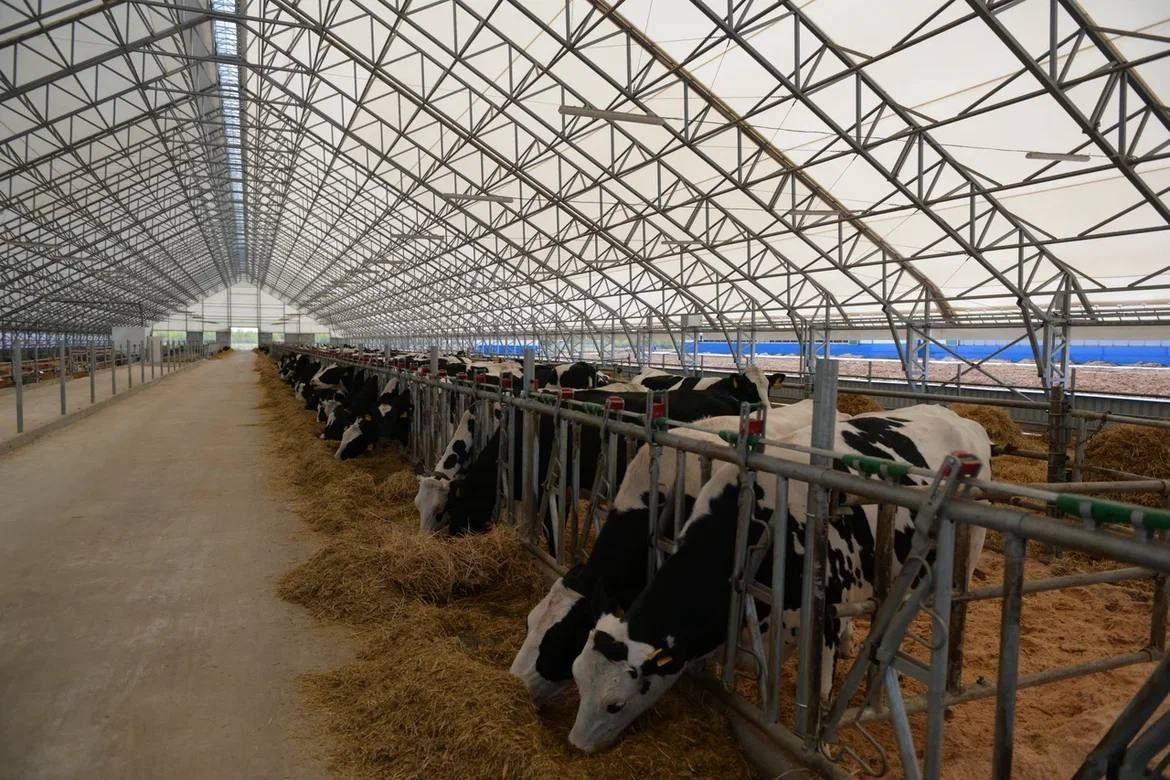 Роботизированный молочный комплекс на 1 000 коров открылся в Уренском округе