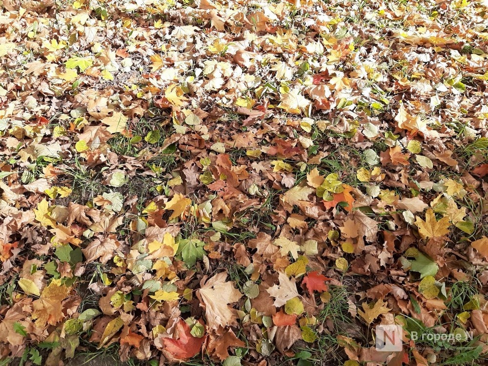 Нижегородцам рассказали о рисках фотосессий в осенних листьях - фото 1