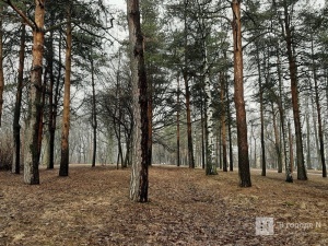Экзотические деревья могут высадить в нижегородском парке «Швейцария»