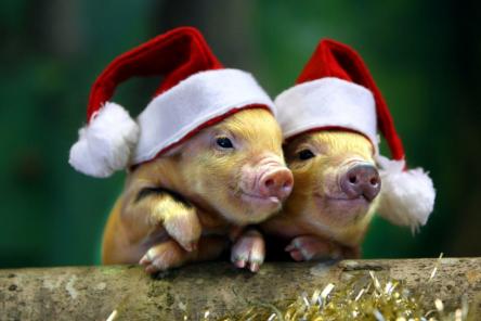 Каким знакам зодиака Год Свиньи принесет удачу 